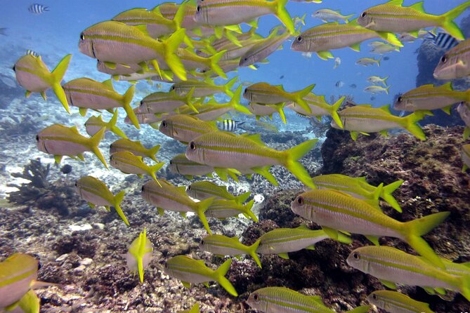 2 Tank (1 Day) Guided Diving for Certified Divers - Denarau Marina - Two tank plan: what actually happens during the day
