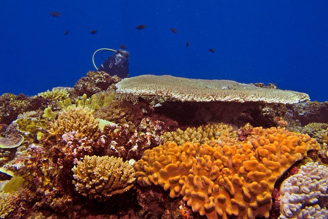 Certified Scuba Diving with Whitetip Marine Adventures team - Key Reasons This Scuba Trip Works So Well