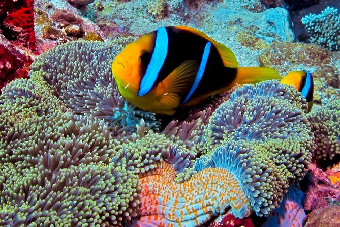 Certified Scuba Diving with Whitetip Marine Adventures team - Equipment, Snacks, and the Stuff You Should Bring