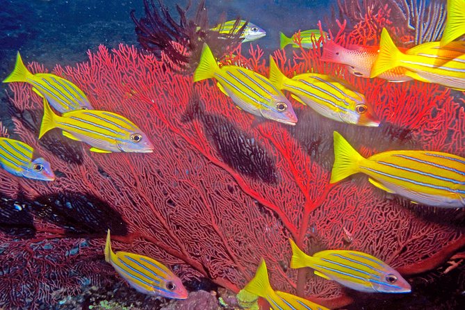 Certified Scuba Diving with Whitetip Marine Adventures team - The Marine Life Around the Mamanucas