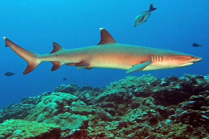 Certified Scuba Diving with Whitetip Marine Adventures team - Salamander Wreck, Past Treasure Island