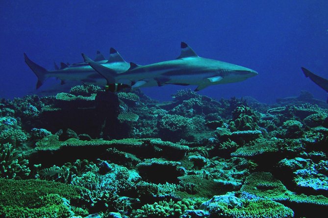 Certified Scuba Diving with Whitetip Marine Adventures team - Timing and Flow: Morning Departure to Early Afternoon Freedom