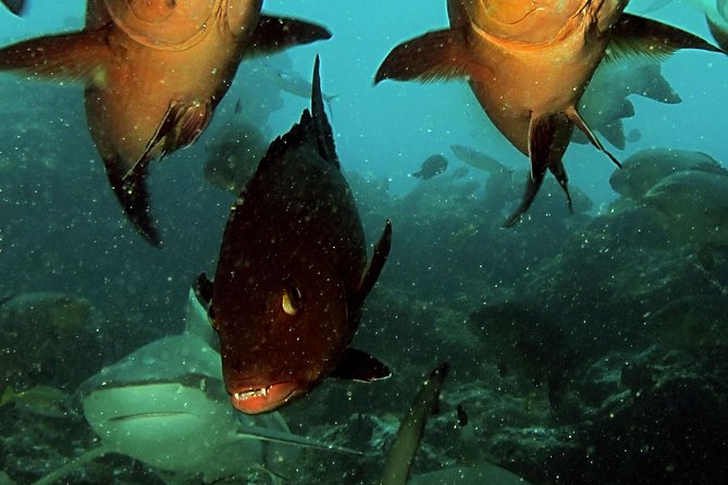 Certified Scuba Diving with Whitetip Marine Adventures team - Price and Value: What $221.07 Buys You