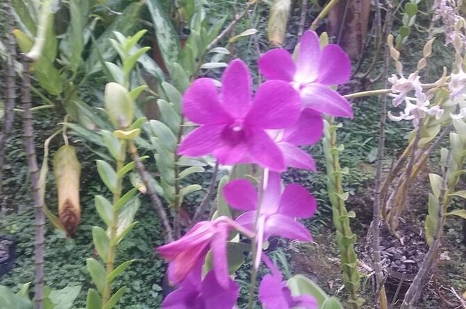 CFC Hot Spring Mud Pool,Garden Of Sleeping Giant And Village Visit Half Day Tour - Stop 2: Sabeto Hot Springs and Mud Pools for the Real Fiji Experience