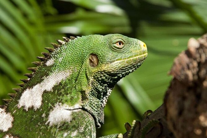 "Discover Fiji's Hidden Gems: Eco Park, Pottery Village & Dunes!" - Sigatoka Market: Souvenirs, Snacks, and Lunch on Your Terms