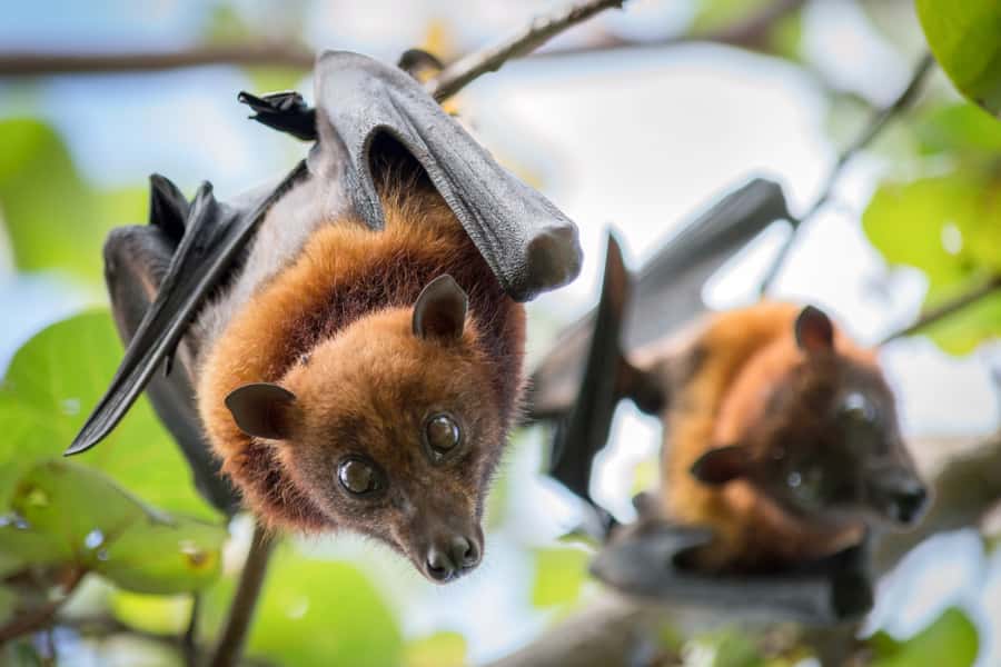 Discover Fijian Culture and Reptiles - Value for $117: what you get, what costs extra, and where your money goes