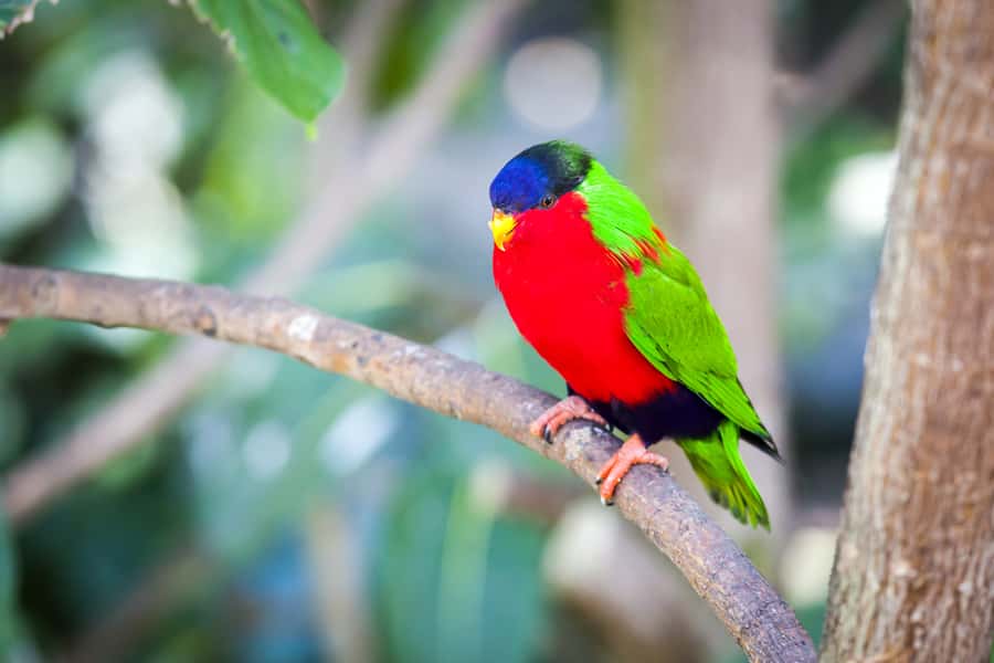 Discover Fijian Culture and Reptiles - A day that links Coral Coast villages with Sigatoka dunes