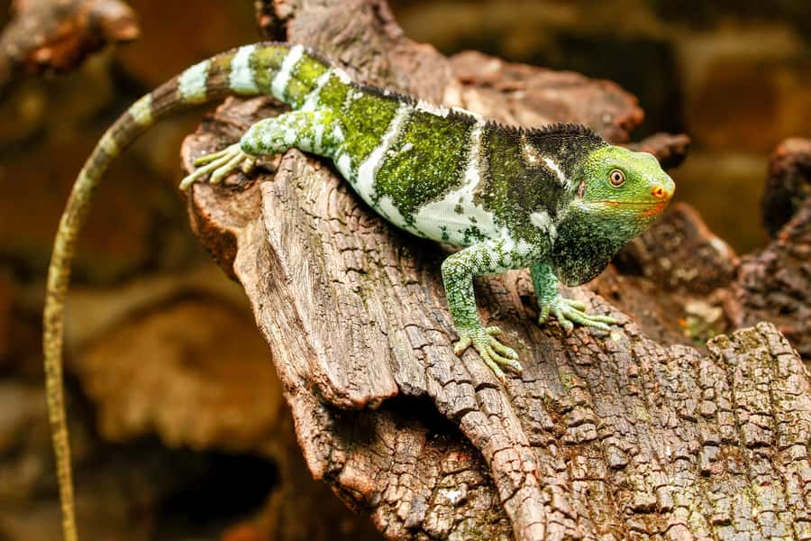 Discover Fijian Culture and Reptiles - School stop on the Coral Coast, what to do with your time