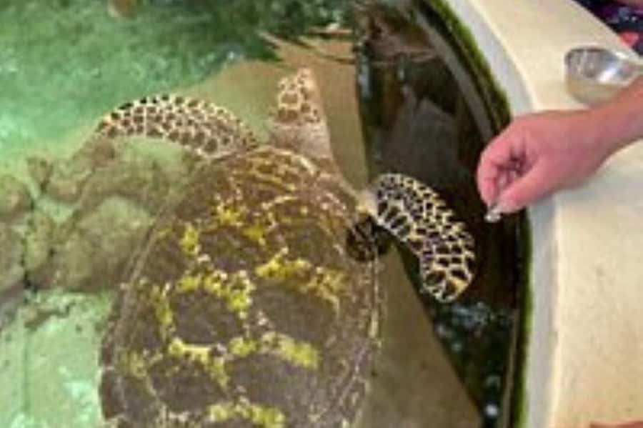 Discover Fijian Culture and Reptiles - Temple visit at Shri Radha Krishna: quick, meaningful, and short