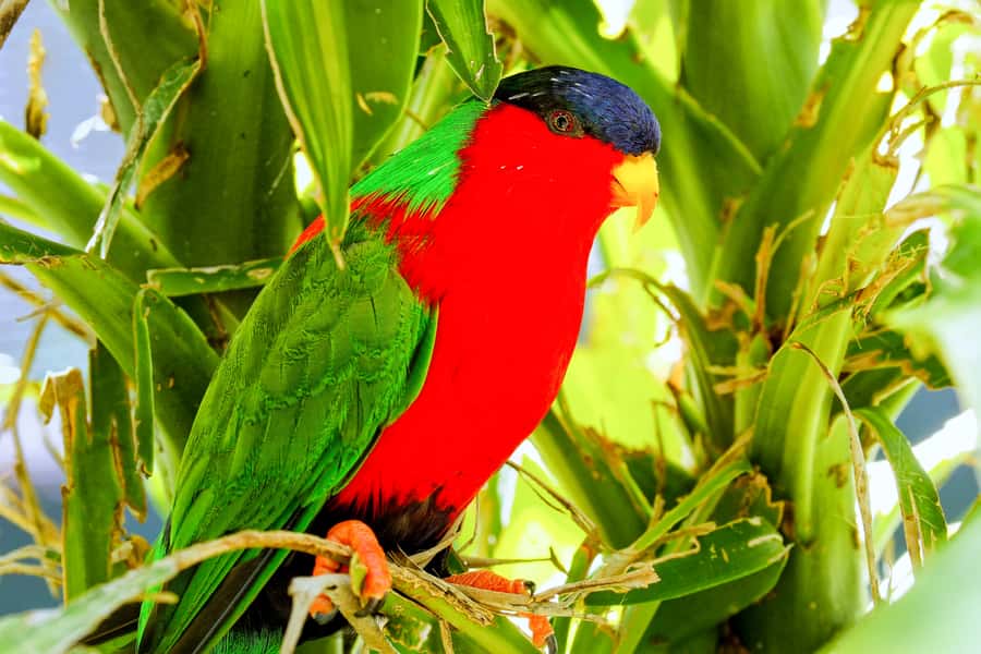 Discover Fijian Culture and Reptiles - Kula Eco Park and crested iguanas: the reptile stop that matters