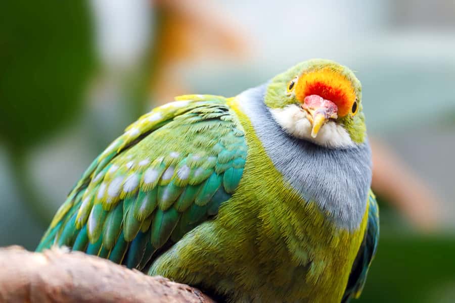 Discover Fijian Culture and Reptiles - Sigatoka Sand Dunes National Park: guided walking and real scenery