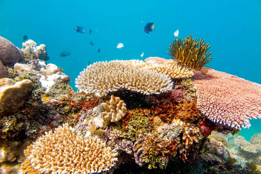 Fiji: Captain Cook Cruises - Island & Reef Day Trip - Kadavu Lailai island day: beaches, hammocks, paddling, and slow living