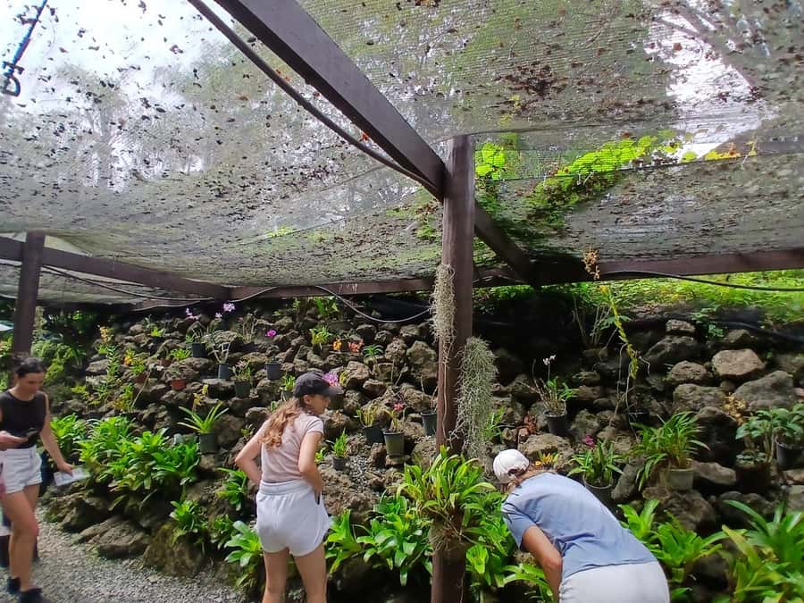 FIJI: Garden of the Sleeping Giant Tour - What you actually do on the half-day outing