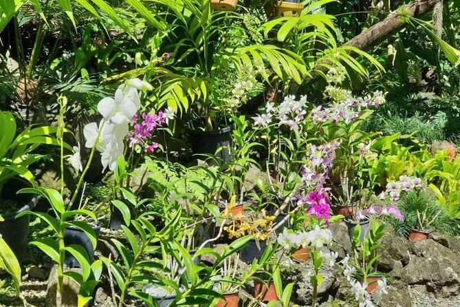 Fiji Lautoka Shore Excursions Tour - What the Included Price Really Covers, and What It Does Not