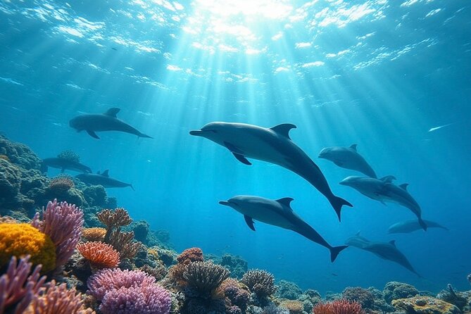 Fiji’s Best Dolphins tour and Snorkeling Adventure - Key things to know before you go