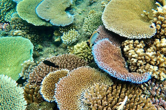 Fiji’s Best Dolphins tour and Snorkeling Adventure - Morning start and the drive to Rakiraki (so you can plan snacks and timing)