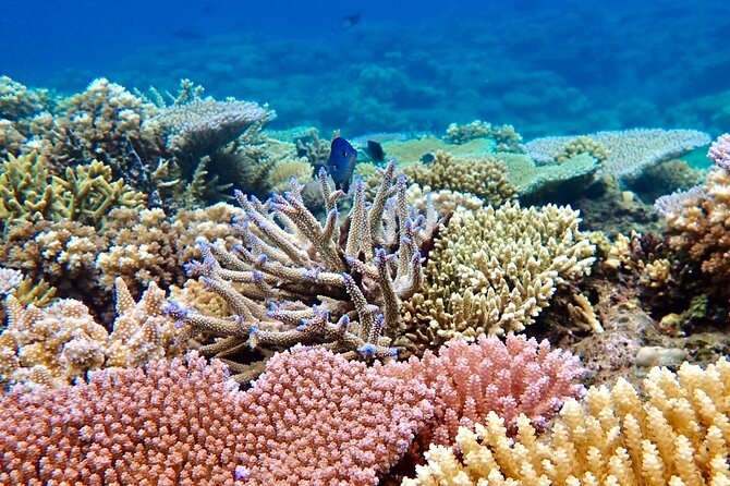 Fiji’s Best Dolphins tour and Snorkeling Adventure - Handline fishing masterclass: a small, real skill you take home