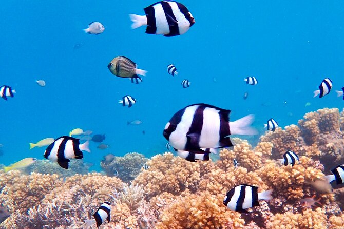 Fiji’s Best Dolphins tour and Snorkeling Adventure - Lunch and drinks: what’s included, what to plan for