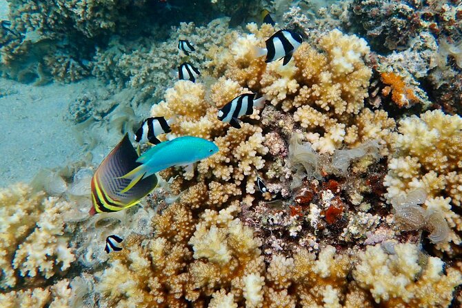 Fiji’s Best Dolphins tour and Snorkeling Adventure - Price and value: is $182.97 worth a 10 to 11 hour combo?