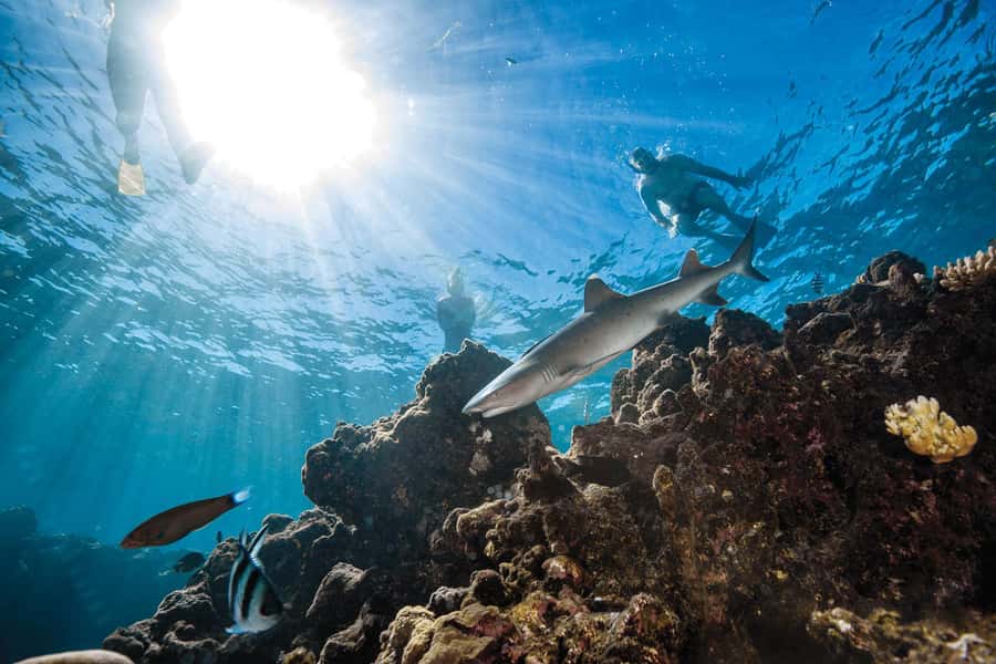 Fiji: Ultimate Encounters Snorkel with Sharks and Lunch - Key things to know before you go