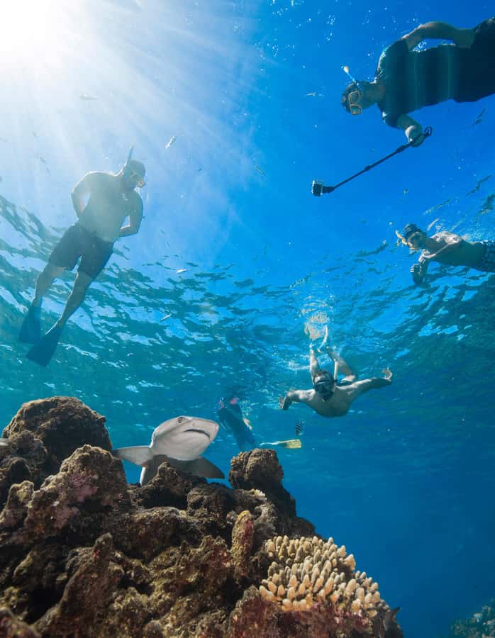 Fiji: Ultimate Encounters Snorkel with Sharks and Lunch - Who should book this shark snorkel, and who should skip it