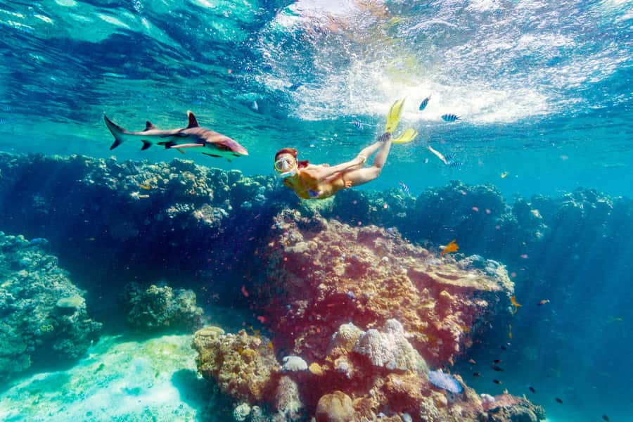 Fiji: Ultimate Encounters Snorkel with Sharks and Lunch - Port Denarau to Barefoot Kuata: the catamaran ride, plus coach timing