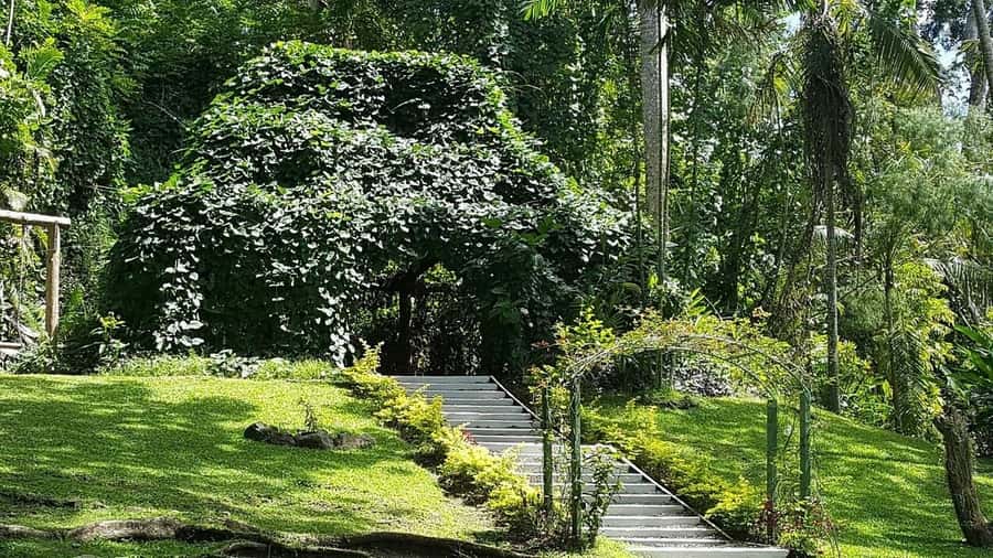 Garden of Sleeping Giant with Sabeto Hotspring Mudpool Tour - Massage add-on: optional traditional Fijian comfort, with a heads-up