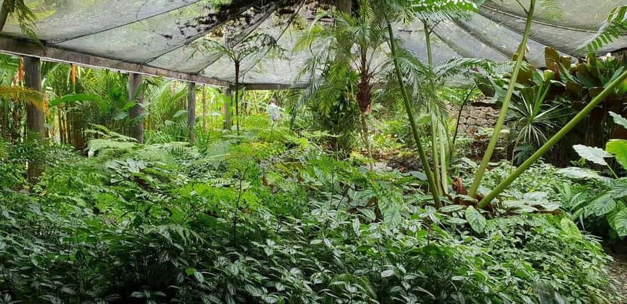 Garden of Sleeping Giant with Sabeto Hotspring Mudpool Tour - FAQ