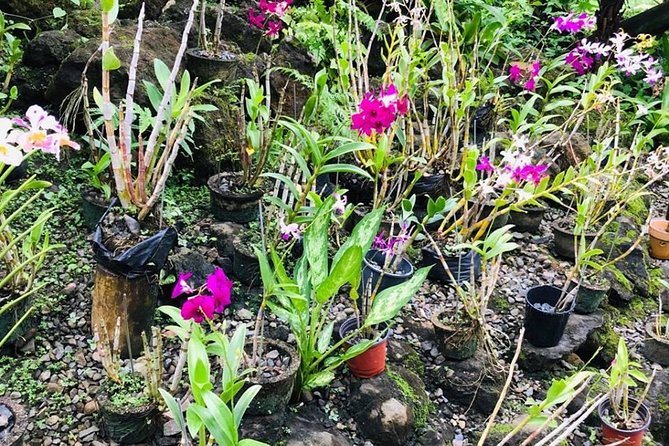 Half Day Nadi Sightseeing & Mud Pool Tour - Who Should Book This, and Who Might Want Something Different
