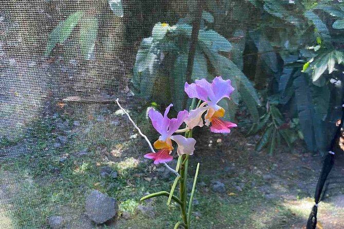 Half Day Nadi Tour Temple, Market, Gardens and Mud Pools - A fast, smart way to see Nadi in 4.5 hours