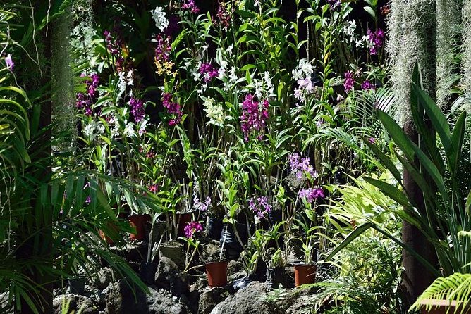 Half Day Sightseeing - Wonders of Nadi Tour - Key Things You Should Notice on This Tour