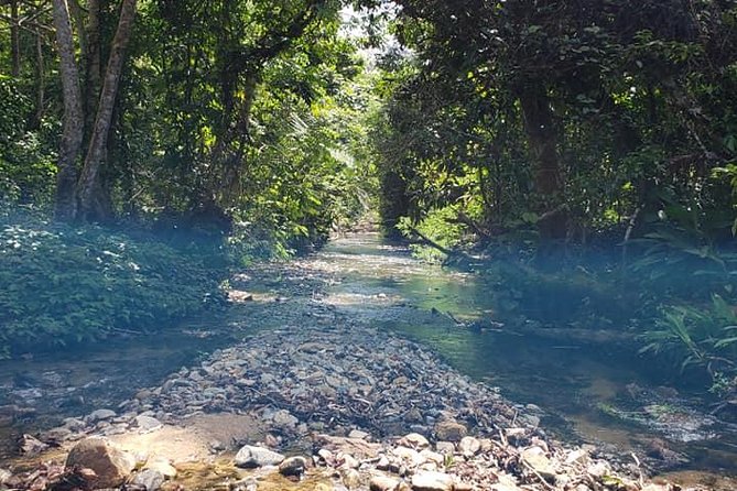 iconic waterfall tour - Rainforest walk to the falls: guided, not guesswork