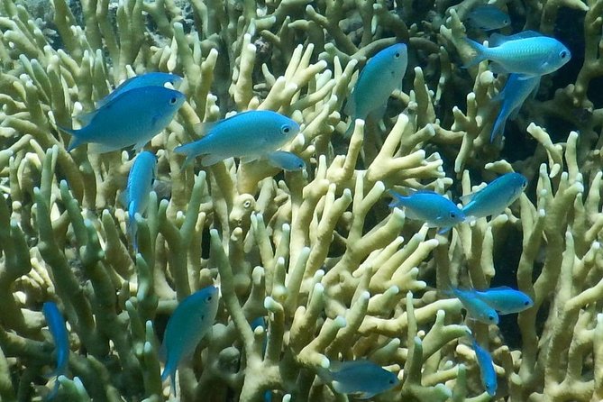 Introductory Scuba Dive experience - Whitetip Marine Adventures - Why the guides feel different: Andrew, Sharon, Monica, and a careful pace