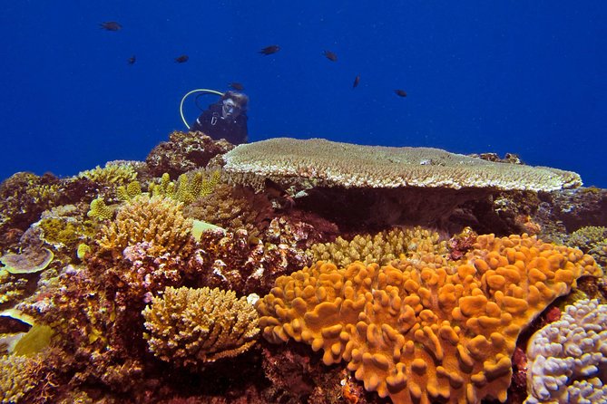 Introductory Scuba Dive experience - Whitetip Marine Adventures - Timing, weather, and how to prep so the day feels easy