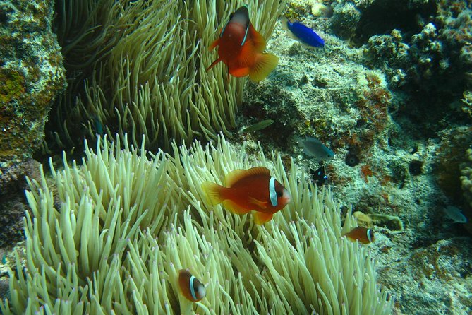 Introductory Scuba Dive experience - Whitetip Marine Adventures - Two shallow reef sessions: learning control, not just floating