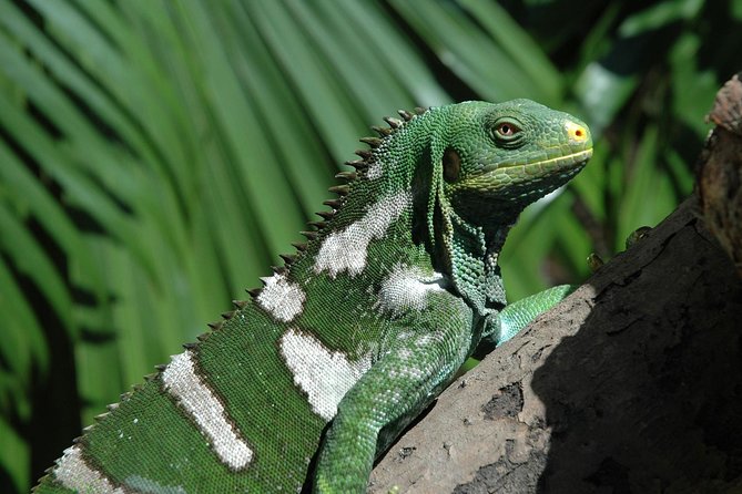 Kula Eco Park Admission - Kula WILD Adventure Park in Nadi: Why It Feels Different