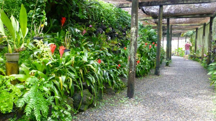 Nadi: Garden Village Hot Spring & Temple Highlights Tour - Timing, weather, and why the guides matter