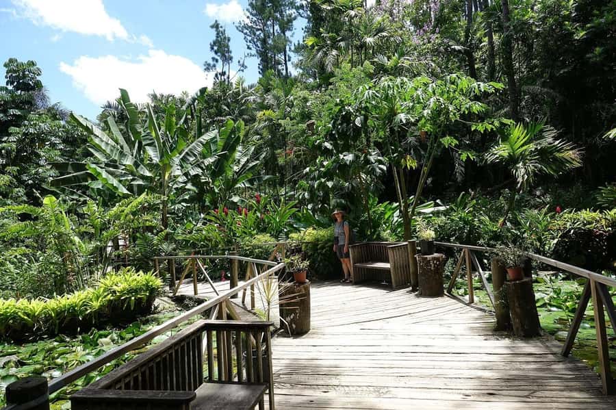 NADI-SABETO: Exquisite Orchid Garden with Hotspring Mudpool - Garden of the Sleeping Giant: orchids, boardwalk shade, and a story worth pausing for