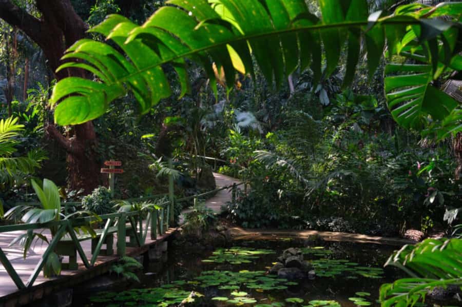 NADI-SABETO: Exquisite Orchid Garden with Hotspring Mudpool - Who this tour fits best, and who should think twice