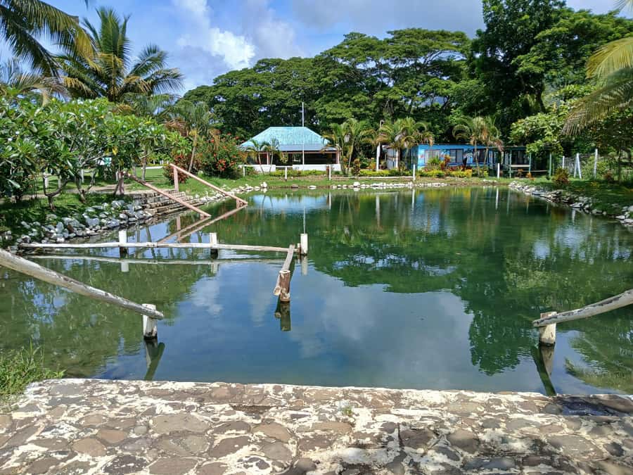 NADI-SABETO: Exquisite Orchid Garden with Hotspring Mudpool - Price and value: is $59 actually fair here?
