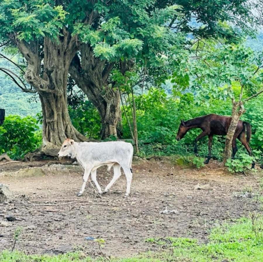 Nadi: Waterfall Tour Adventure with Refreshments and Lunch - Lunch at the campsite: the practical fuel you’ll appreciate later