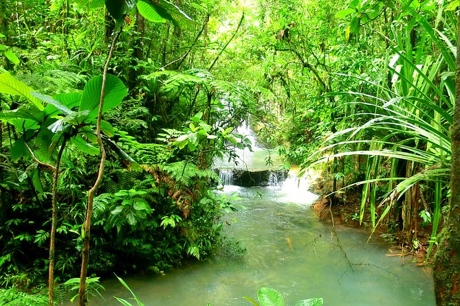 Private Suva Nature and Waterfall Tour - What’s included, what’s not, and how to plan for value