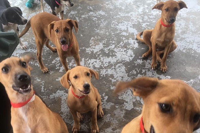 Shelter Visit & Tour - Fiji’s Stray Dog Challenge, and Why This Clinic’s Work Is Urgent