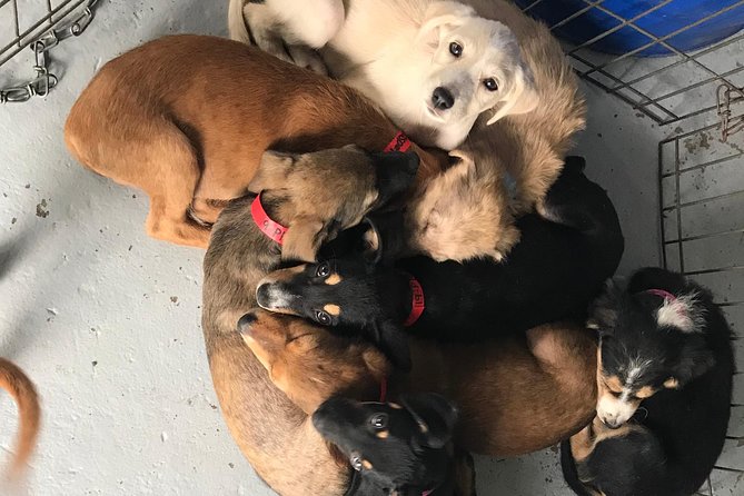 Shelter Visit & Tour - What’s Included, What to Bring, and How to Fit In
