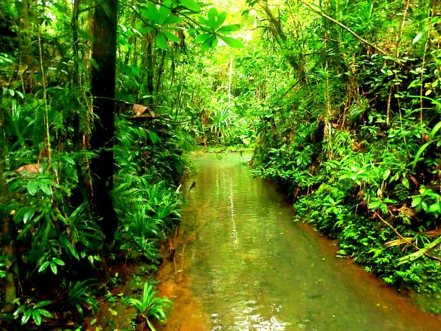Suva: Fijian Nature and Waterfall Tour - Who should book this waterfall and nature trek