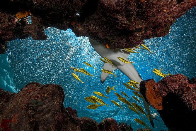 Ultimate Encounter Snorkel with Sharks in Fiji - Denarau to Kuata Island: why the ride matters more than you think