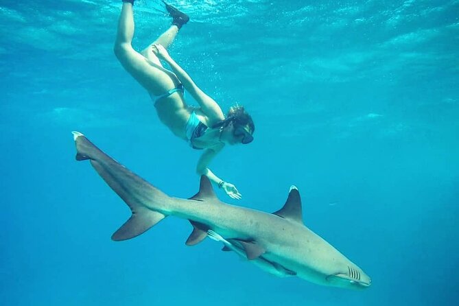 Ultimate Encounter Snorkel with Sharks in Fiji - Practical tips so your day goes smoothly