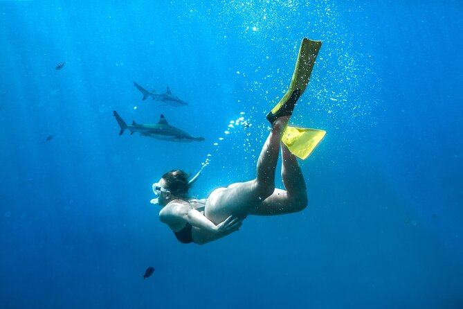 Ultimate Encounter Snorkel with Sharks in Fiji - Entering the shark encounter: shallow reef, clear rules, real monitoring