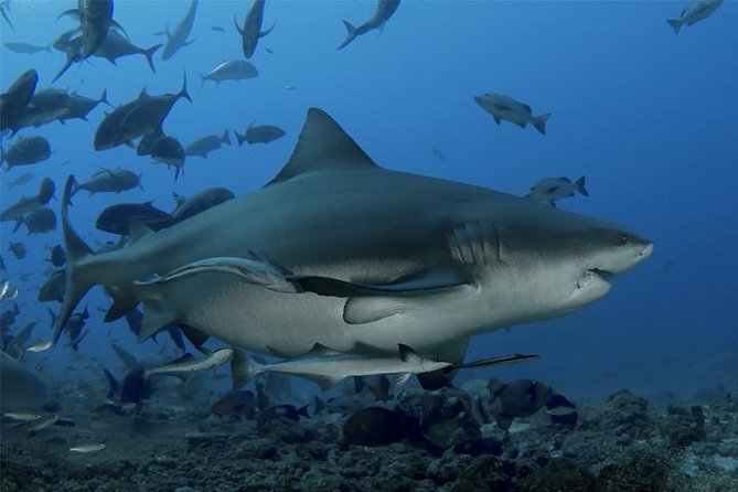 Ultimate Shark Encounter Two Tank Dive at The World Famous Beqa Lagoon - Key things that make this shark encounter click