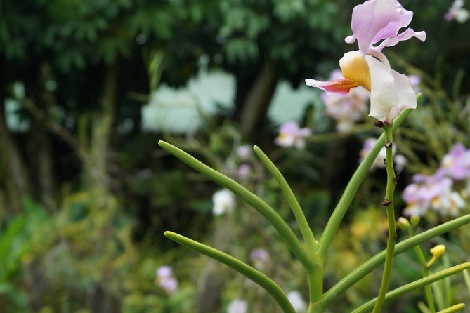 Vuda Lookout, Vesisei Village, Market, Temple & Garden of Sleeping Giant Tour - Garden of the Sleeping Giant orchids, for real